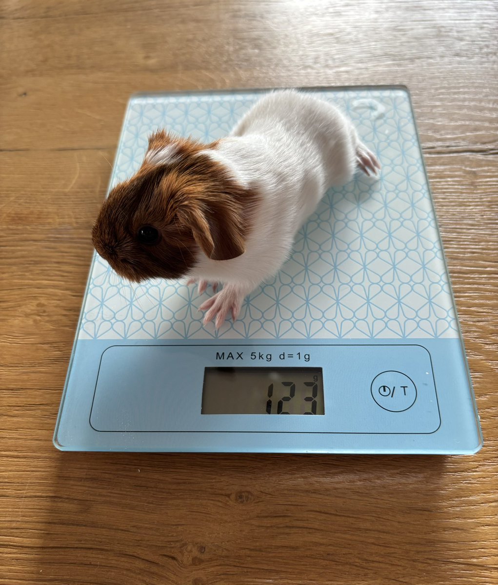 La Maison Des Chons 💪🦀 tweet media