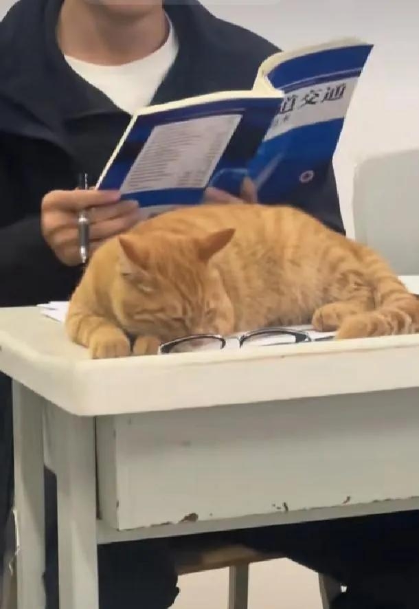 Nicholas Chiasson tweet media