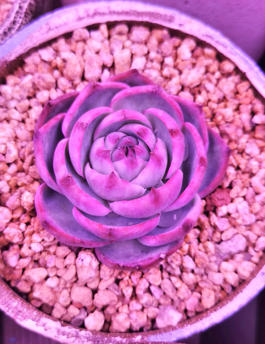 john locke tweet media