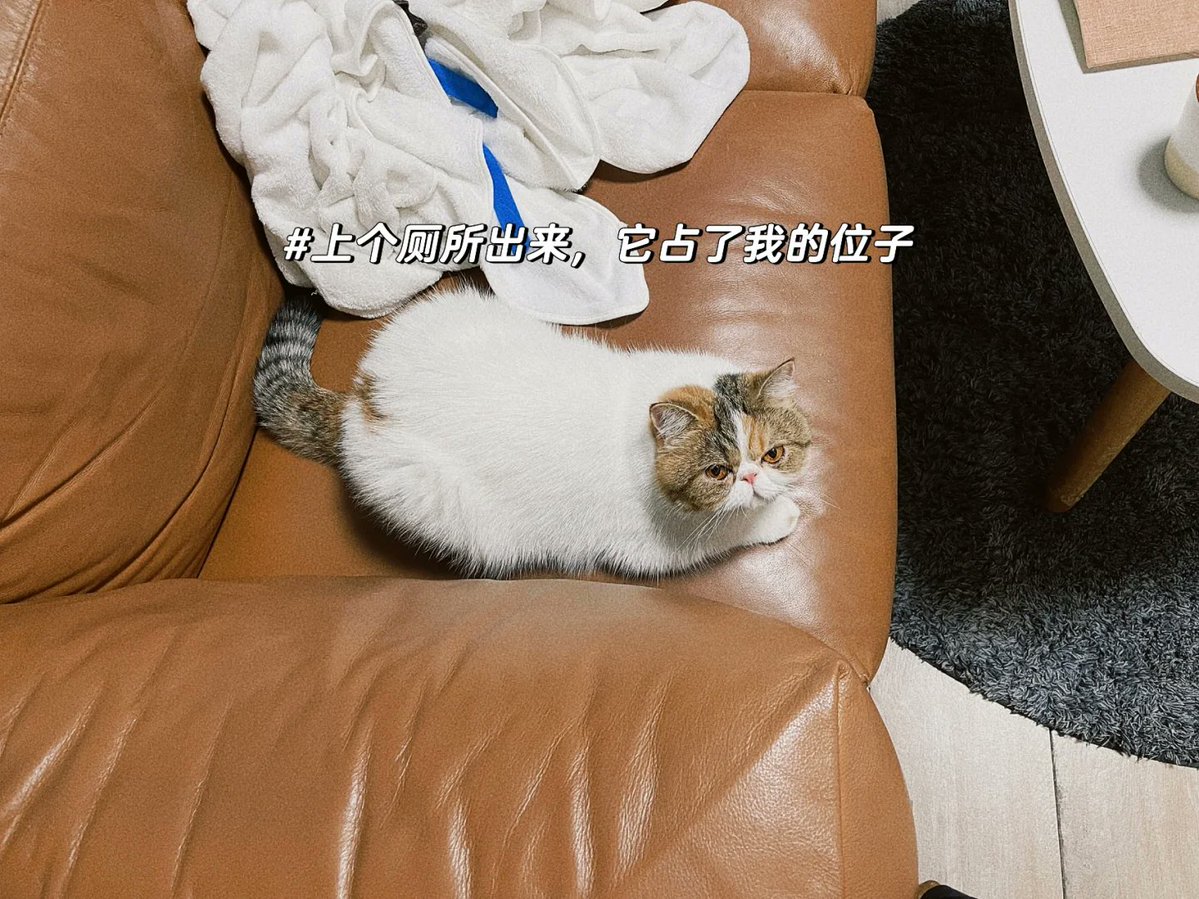 david Savage tweet media