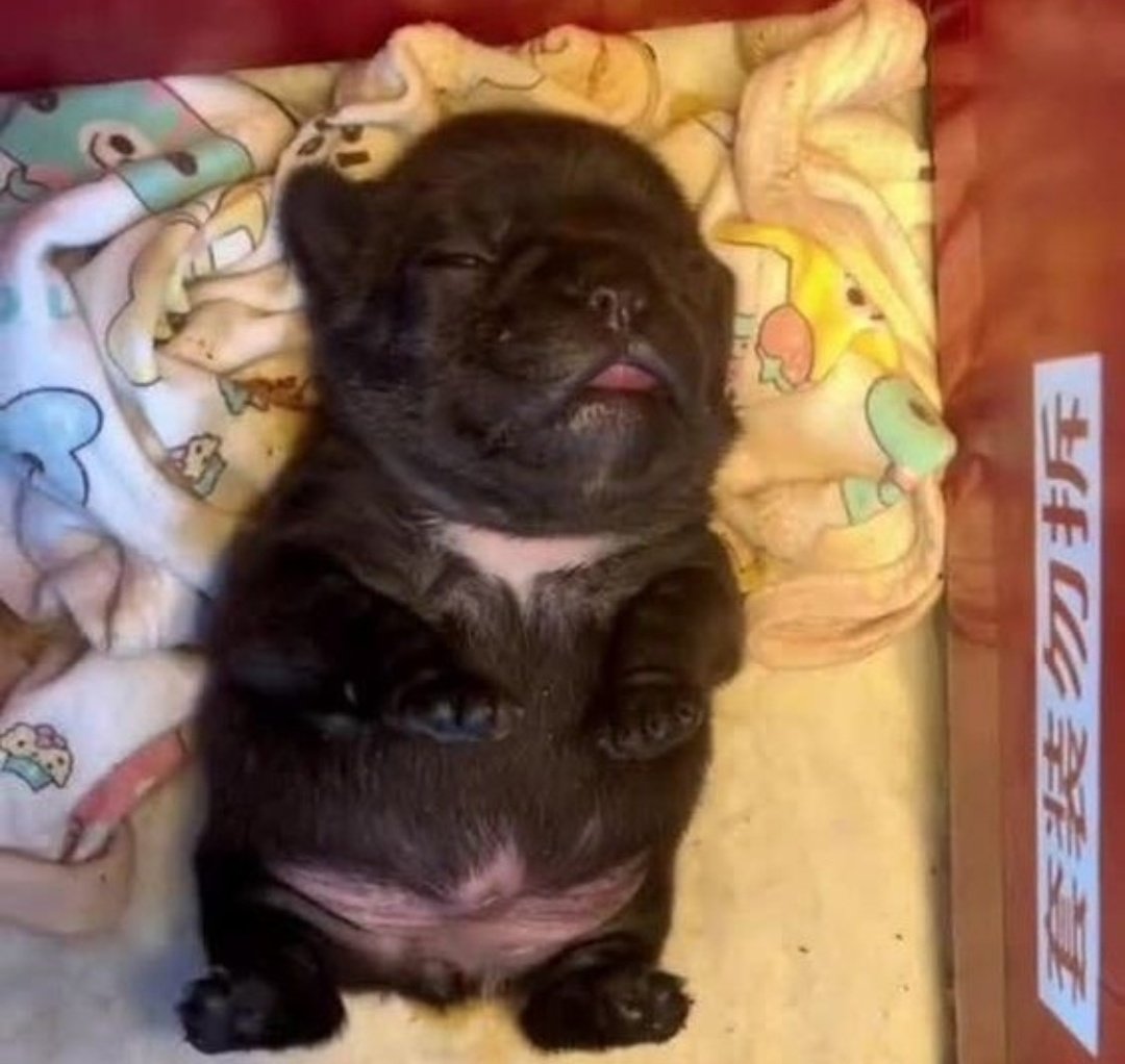 Garfield Comunista Corinthiano ☭ tweet media