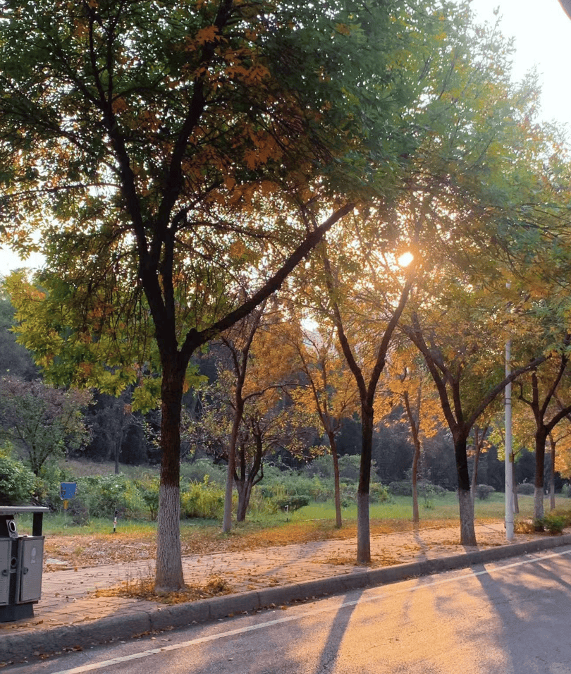 LiveWellBentCo's tweet photo. "Start shooting better photos today! 3 quick tips: 1) Use natural light (morning/evening magic!). 2) Rule of thirds—frame subjects off-center. 3) Get closer—details make stories.  #Photography101 #BeginnerPhoto" https://t.co/7NFILC86Fr