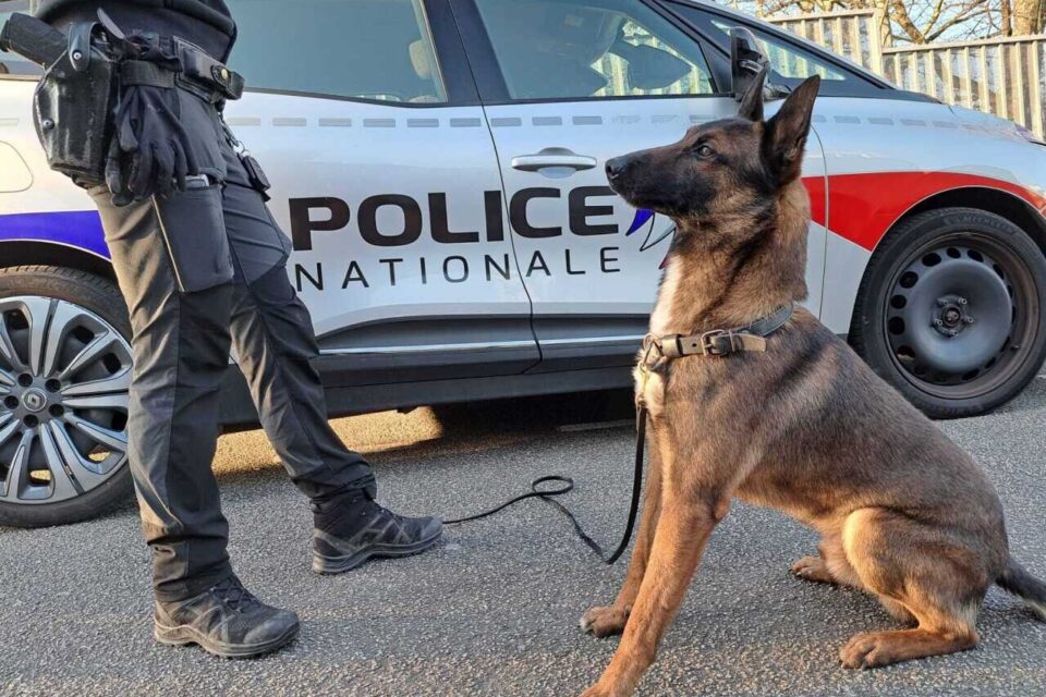 🐶 Tayma, le flair redoutable de la brigade cynophile du Morbihan !

🐕‍🦺 Depuis juillet 2025, Tayma, chien malinois de la brigade cynophile du Morbihan (56), enchaîne les découvertes aux côtés de sa maîtresse-chien. En 185 missions, il a réalisé plus de 265 détections, permettant
