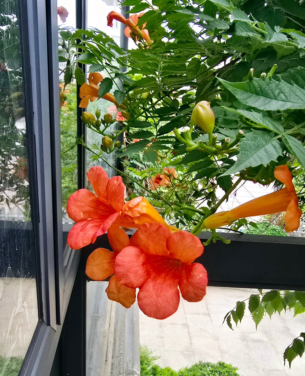 CalabooseProductions tweet media