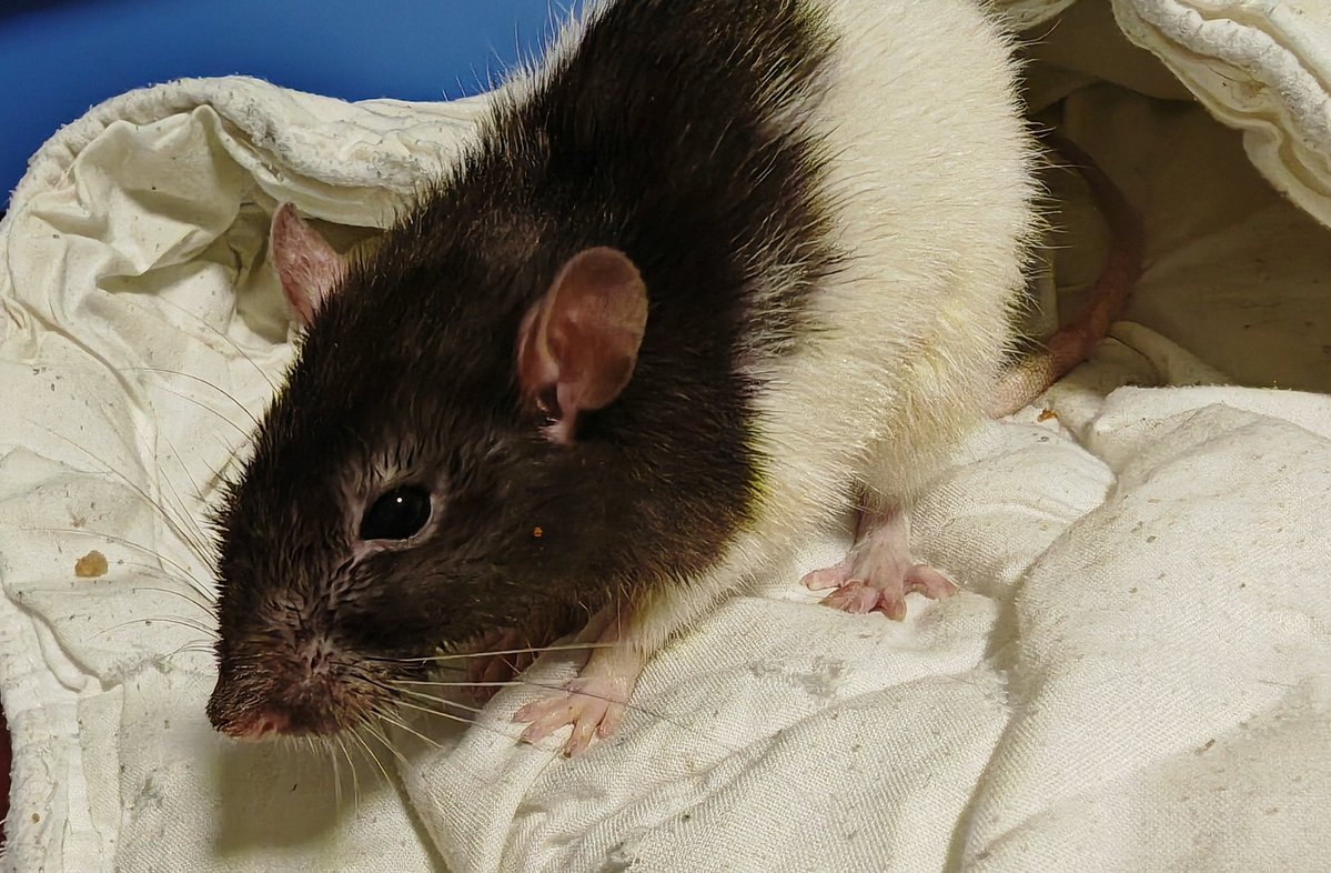 Zoe Fox ♄⛧✡️ tweet media