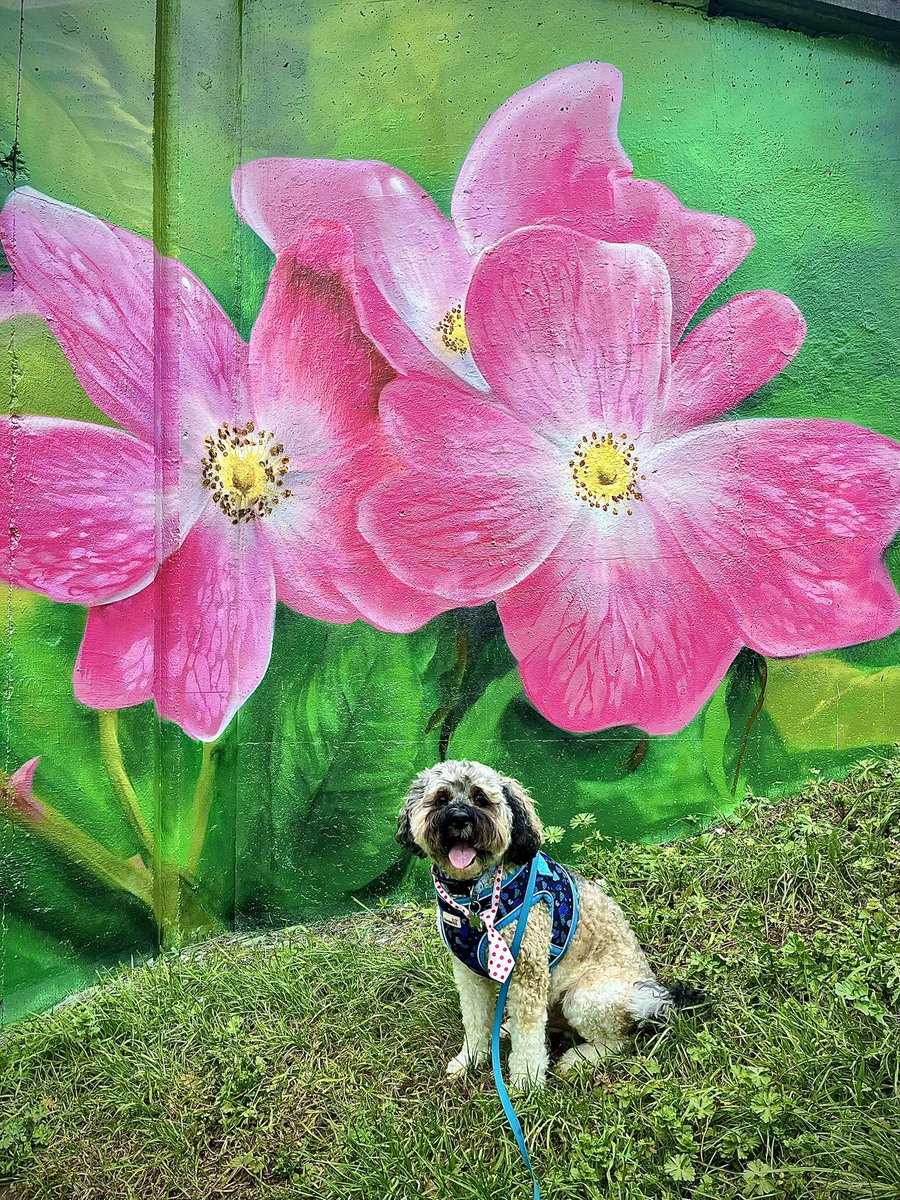 Malcolm & Baby Dog tweet media