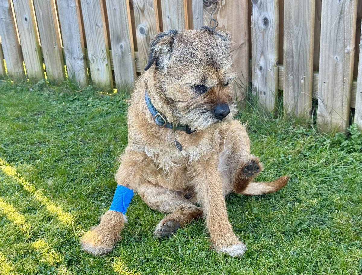 Lord Culter BT 🏴󠁧󠁢󠁳󠁣󠁴󠁿 Order of the IT tweet media