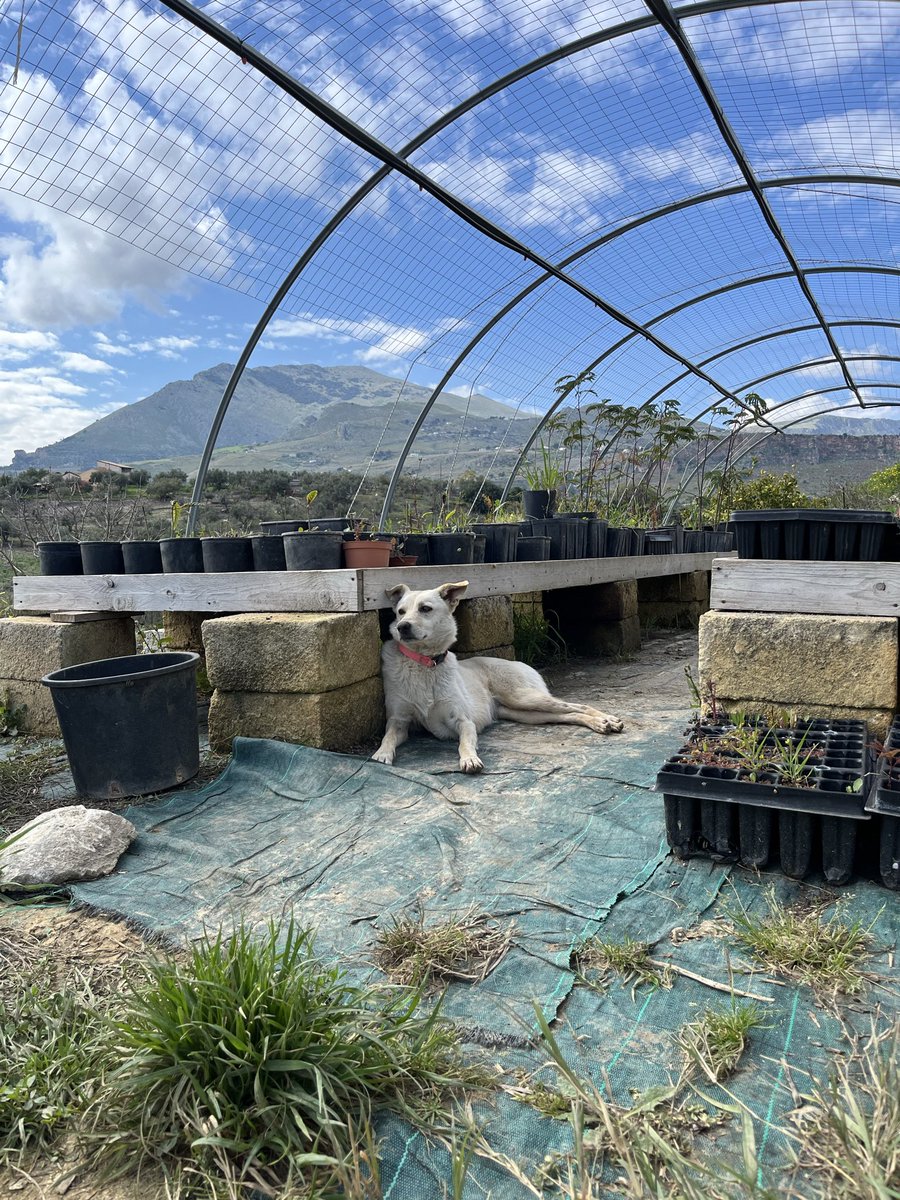 regenavocado tweet media