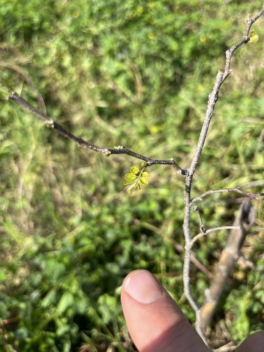 regenavocado tweet media