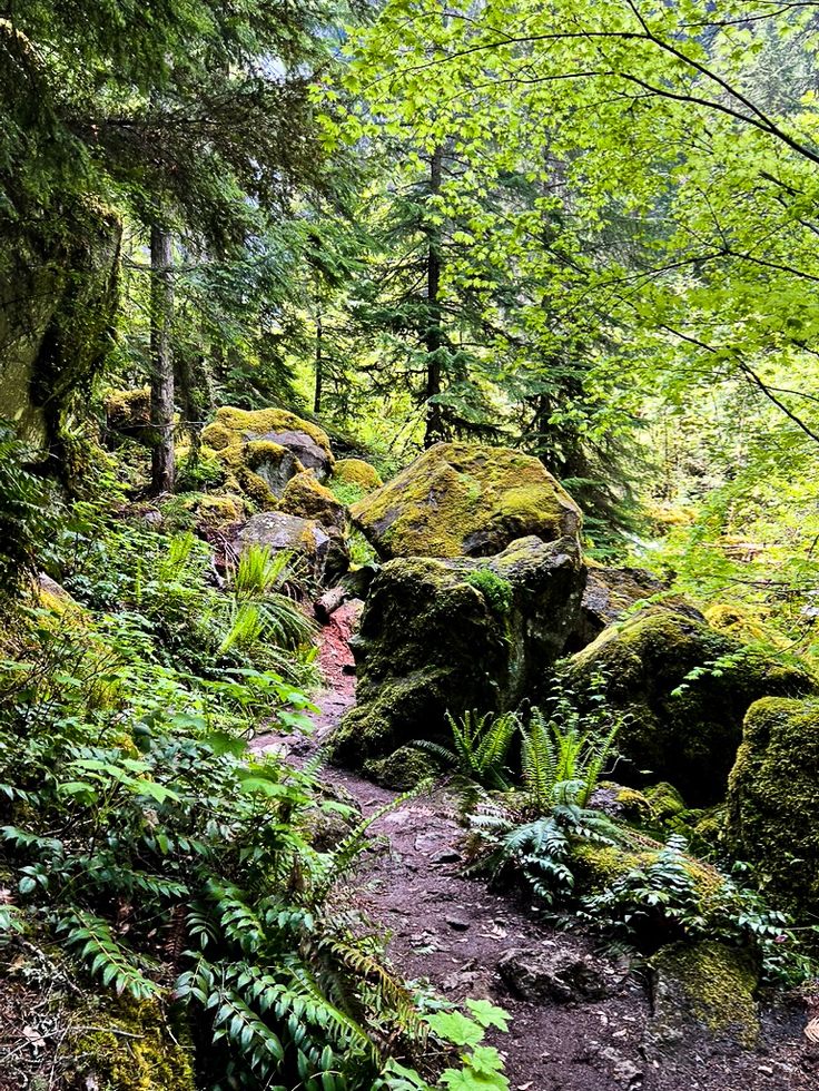 ACC_National's tweet image. National parks are cool, but have you visited your national forests?