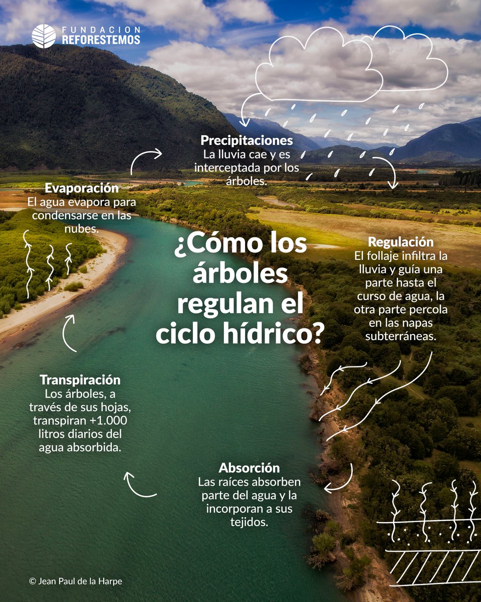 Fundación Reforestemos tweet media