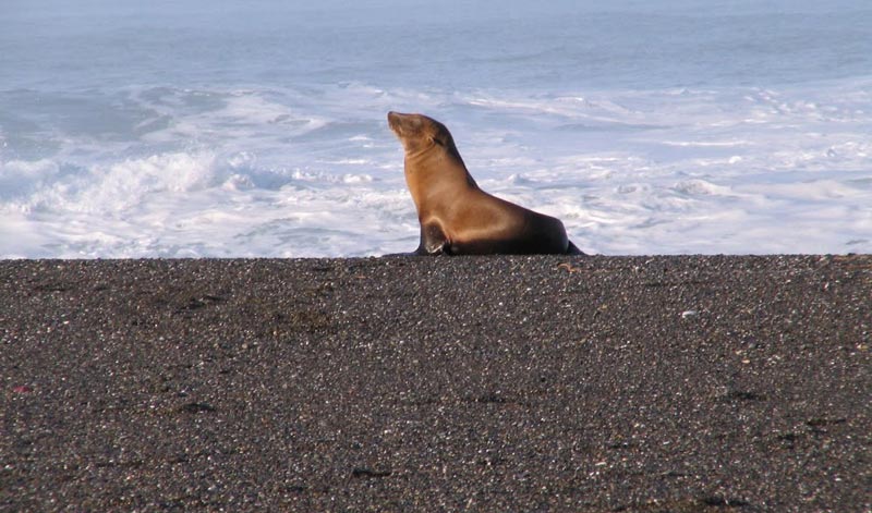 Oregon Coast tweet media