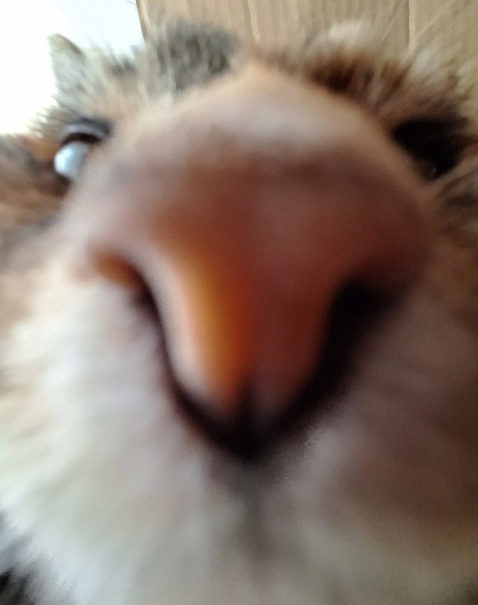 Destiny🪐✨️ 🔜Universal/WDW🎢 🔜CFz🐾 tweet media