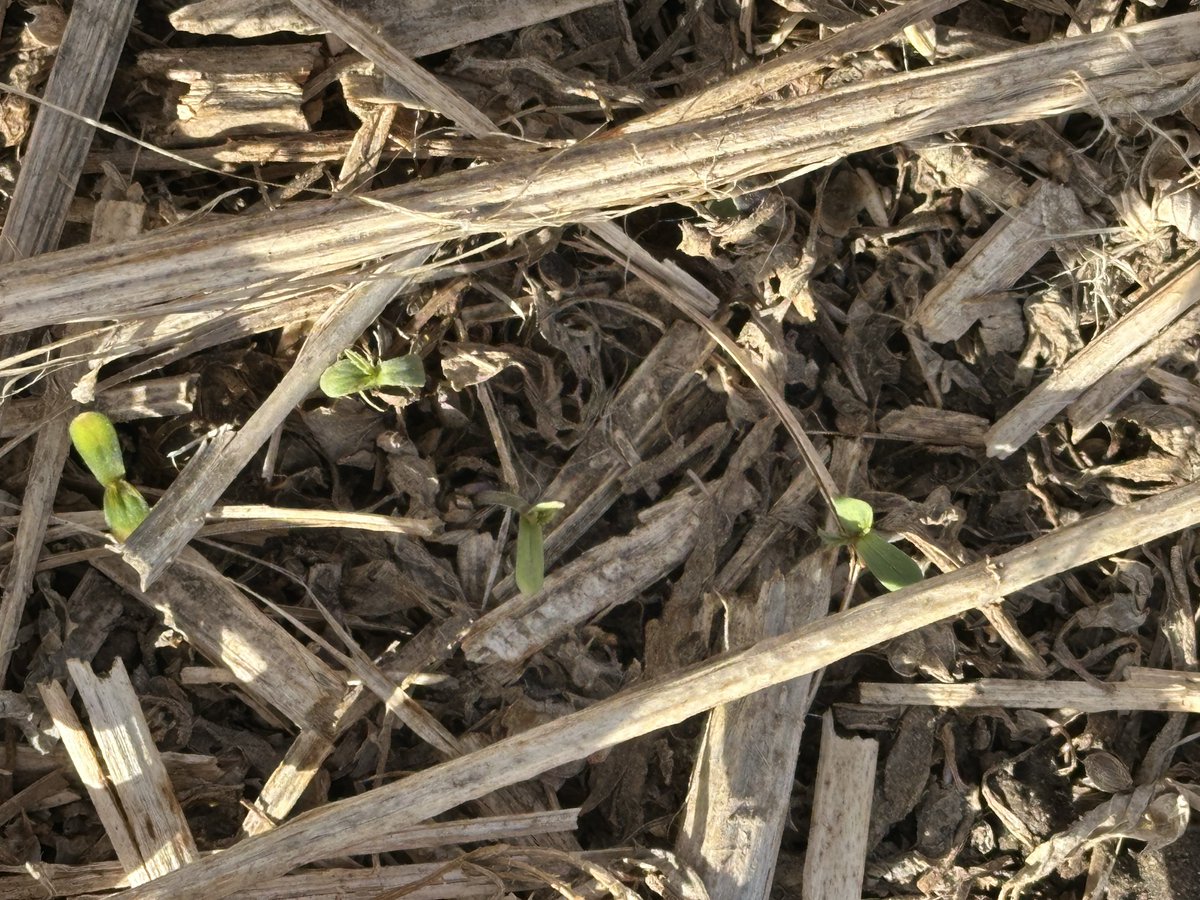 Will Van Roessel tweet media