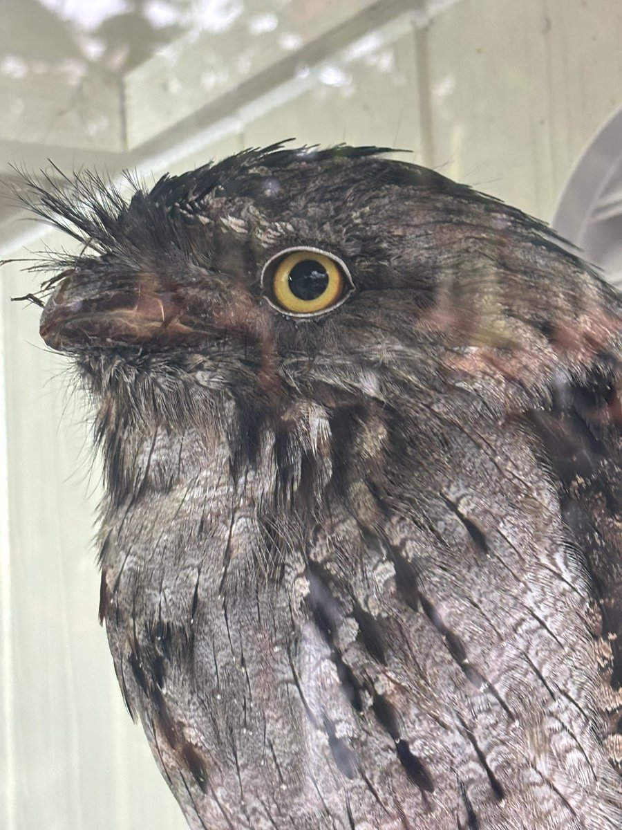 ❌ライム🐟 tweet media