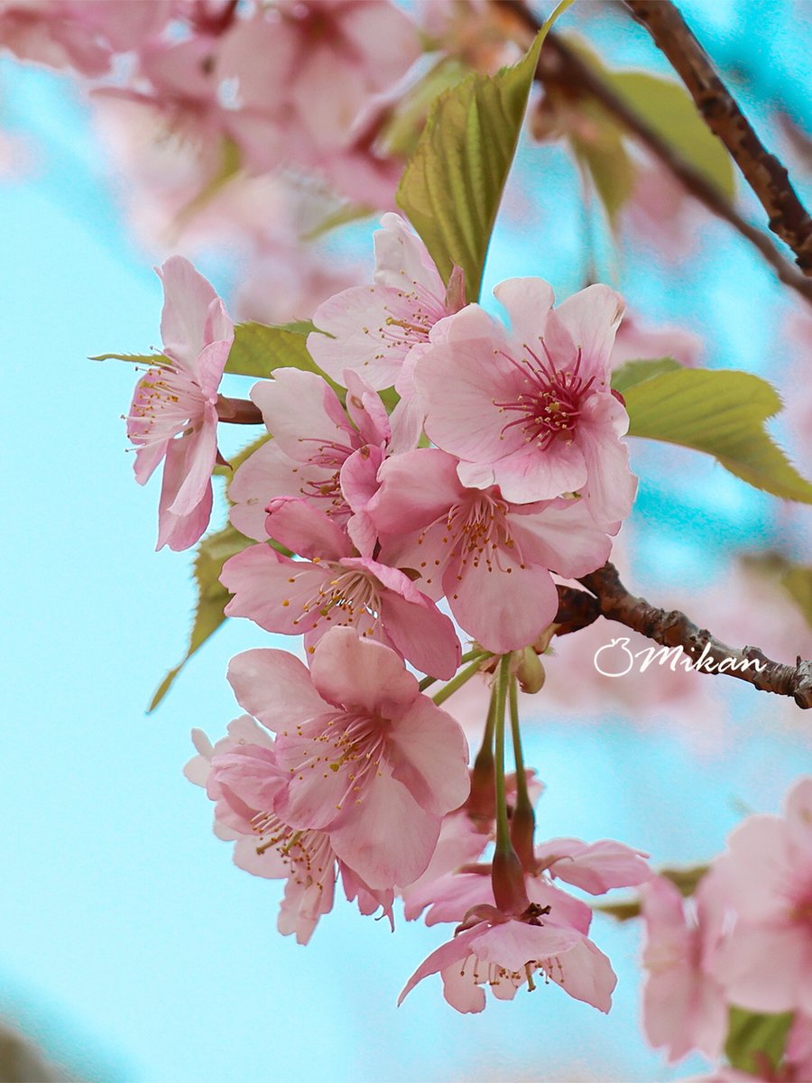 🍊夏みかん🎀 tweet media