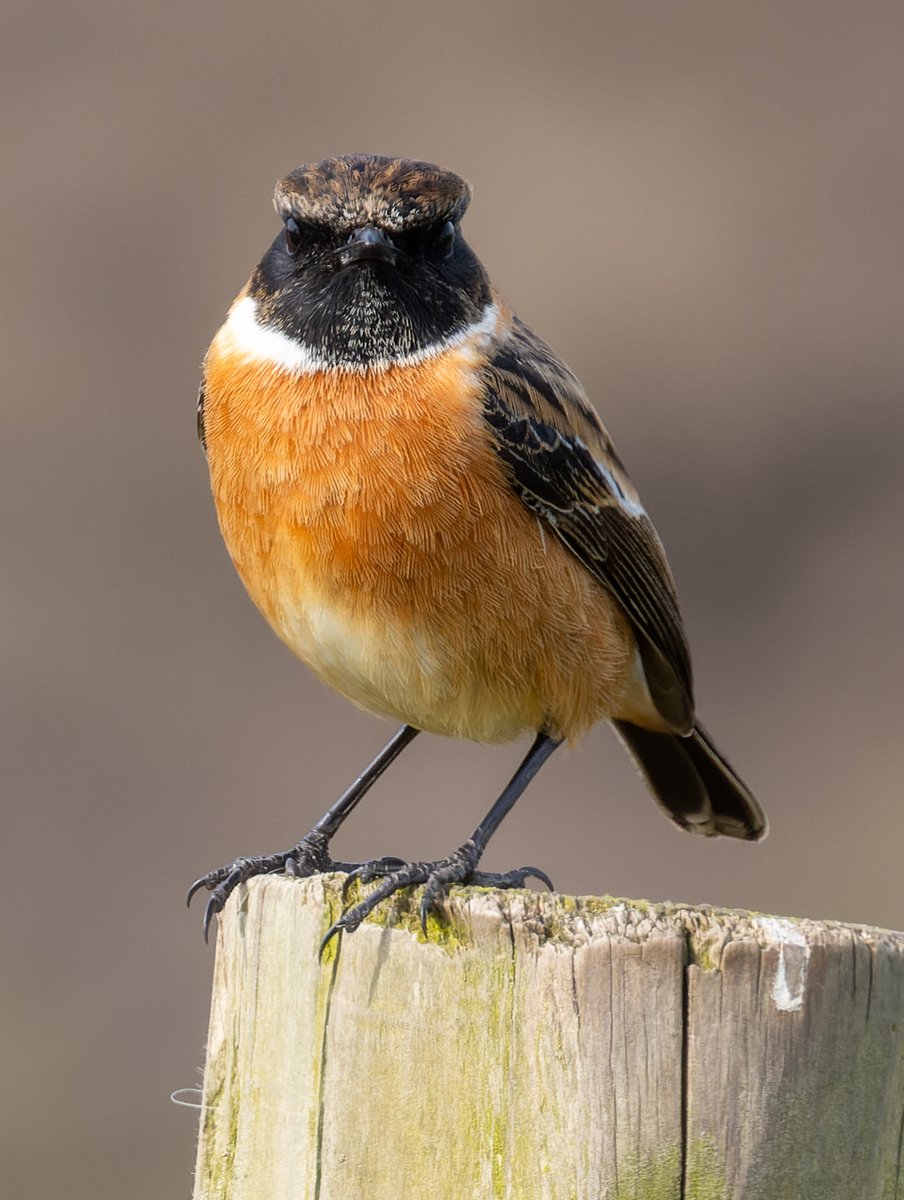 Pete Sutton tweet media