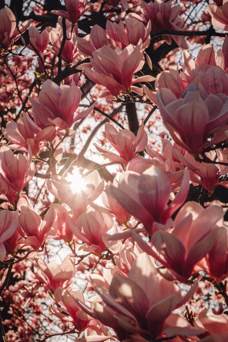 cuore granata tweet media