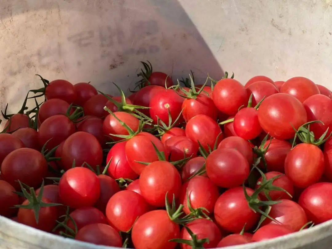 TROlOLOLL tweet media