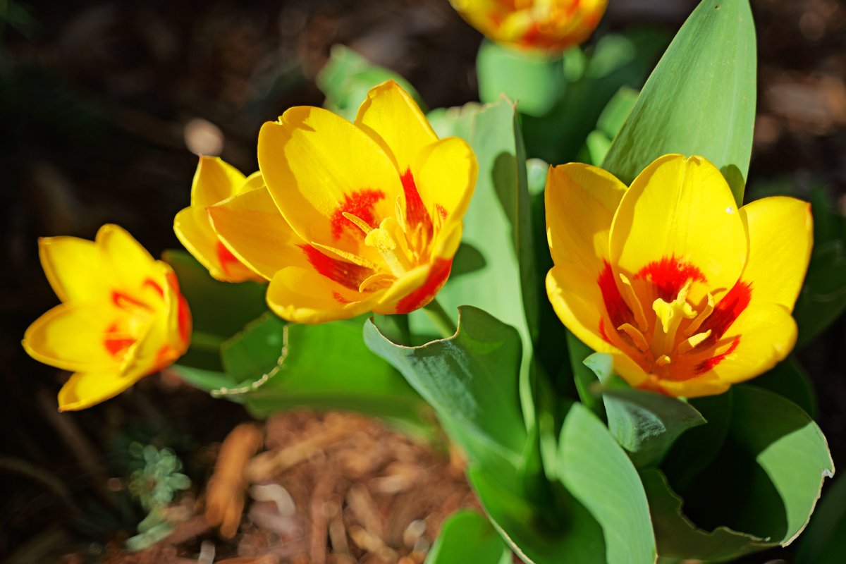 CU Boulder 🦬 tweet media