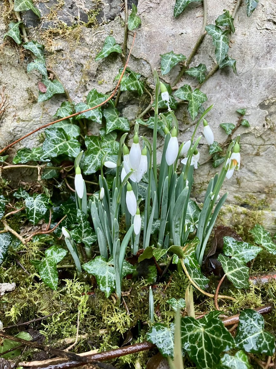 Lillibelle tweet media