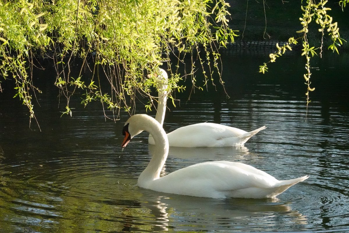 파르페✨🌈 tweet media