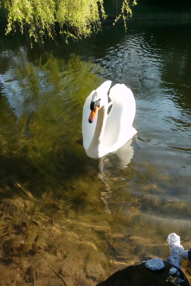 파르페✨🌈 tweet media