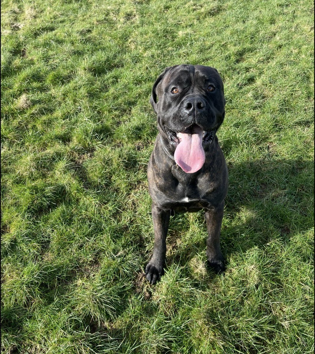 Help2Rehome Scotland tweet media