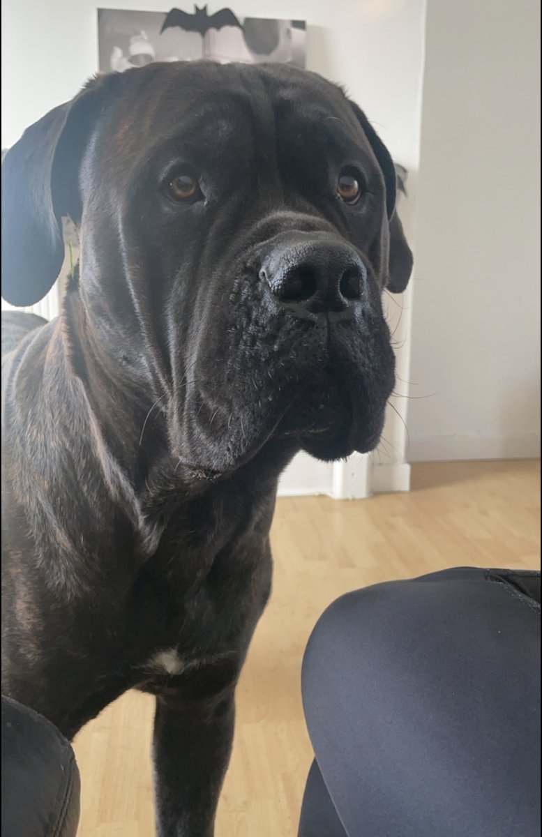 Help2Rehome Scotland tweet media