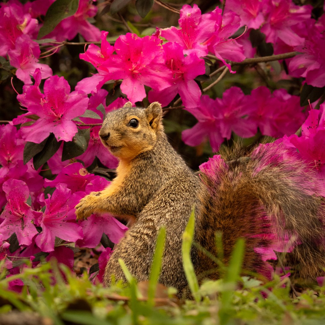 Rice Alumni tweet media