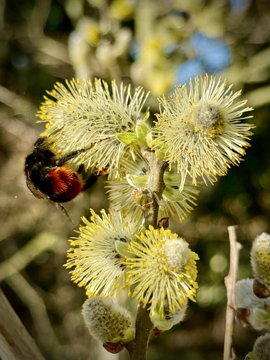 Rob Hoeijmakers tweet media