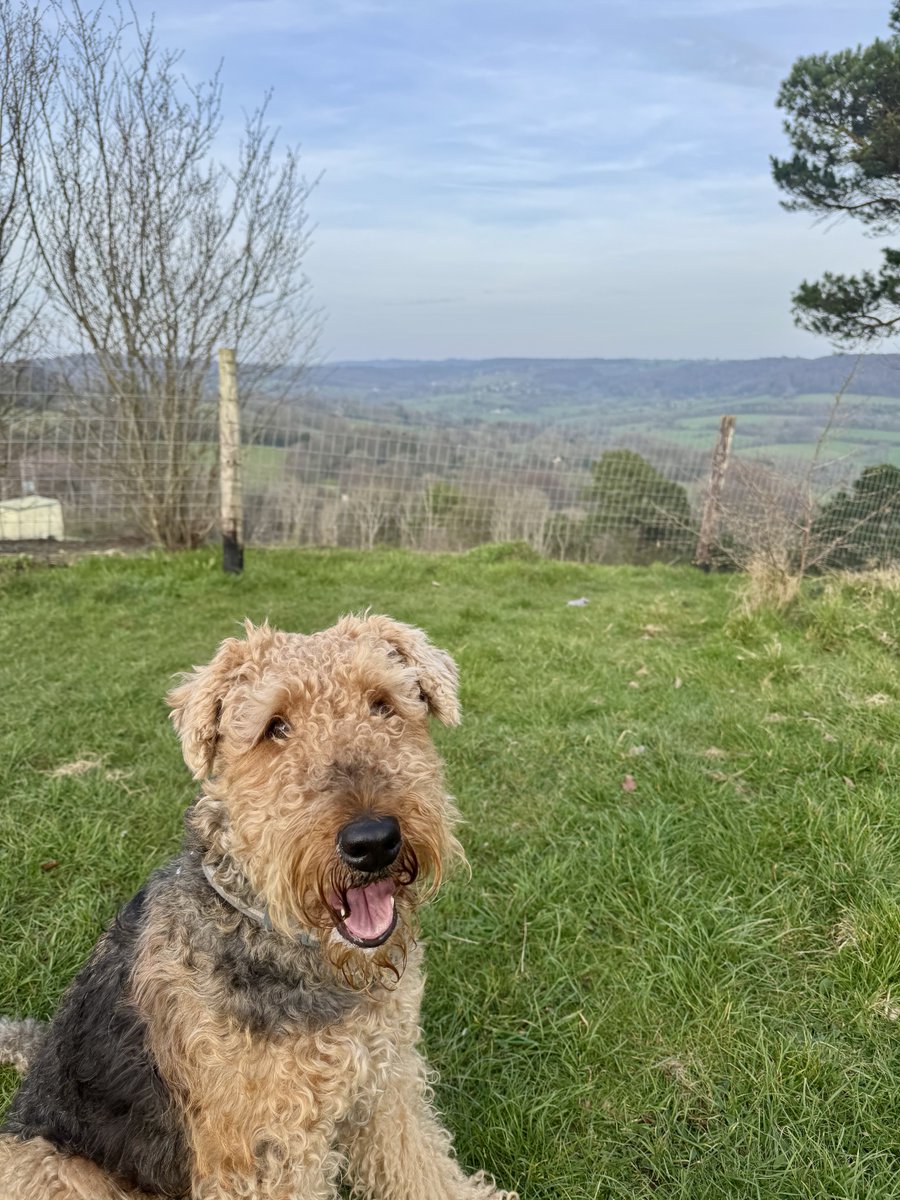 Ralf Bat 🦇 Dog & Margo (Moo) tweet media