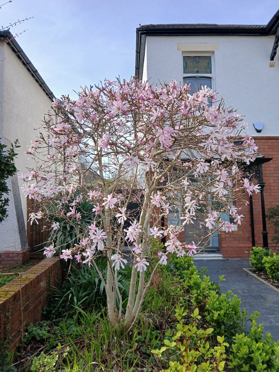 timhhartley's tweet photo. Grdydd yn cael bob dim! Ble mae coed ein ffrindiau gogleddol? 😁
#MagnoliaWeek still going strong in our capital city. https://t.co/OIXT2XxfYc