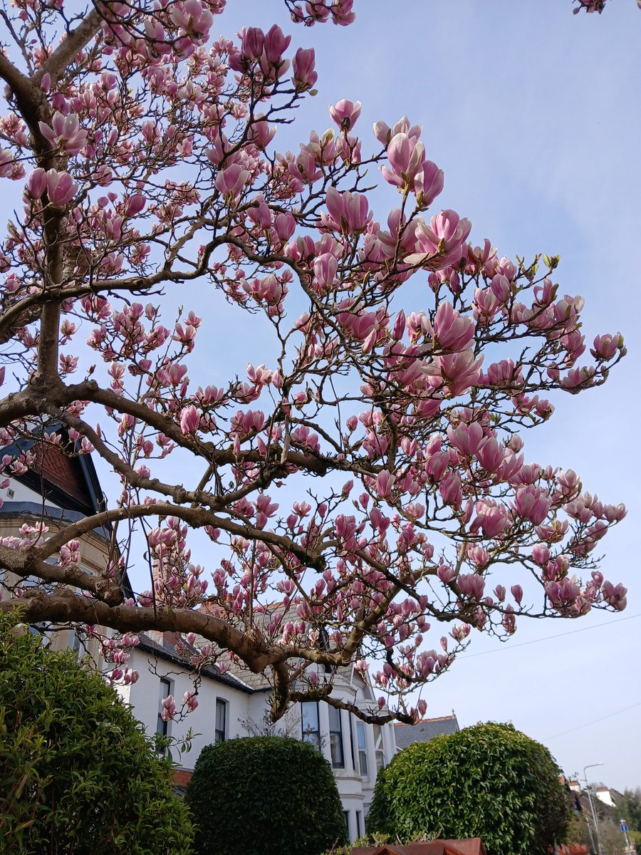 timhhartley's tweet photo. Grdydd yn cael bob dim! Ble mae coed ein ffrindiau gogleddol? 😁
#MagnoliaWeek still going strong in our capital city. https://t.co/OIXT2XxfYc