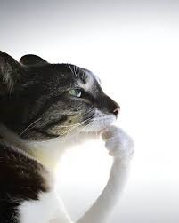 ciannoh ✦ tweet media