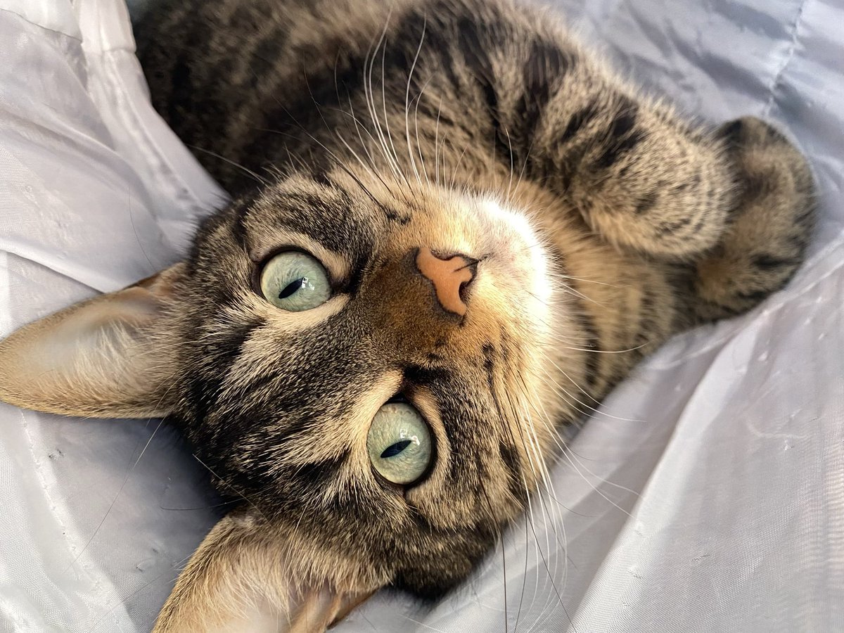 loki loco tweet media