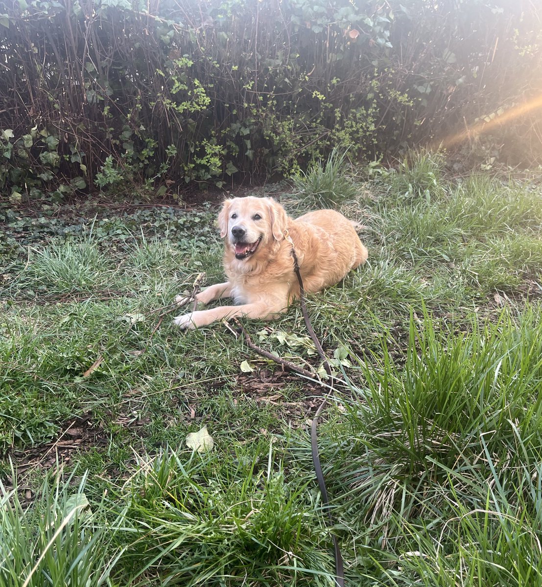 Bärchen tweet media