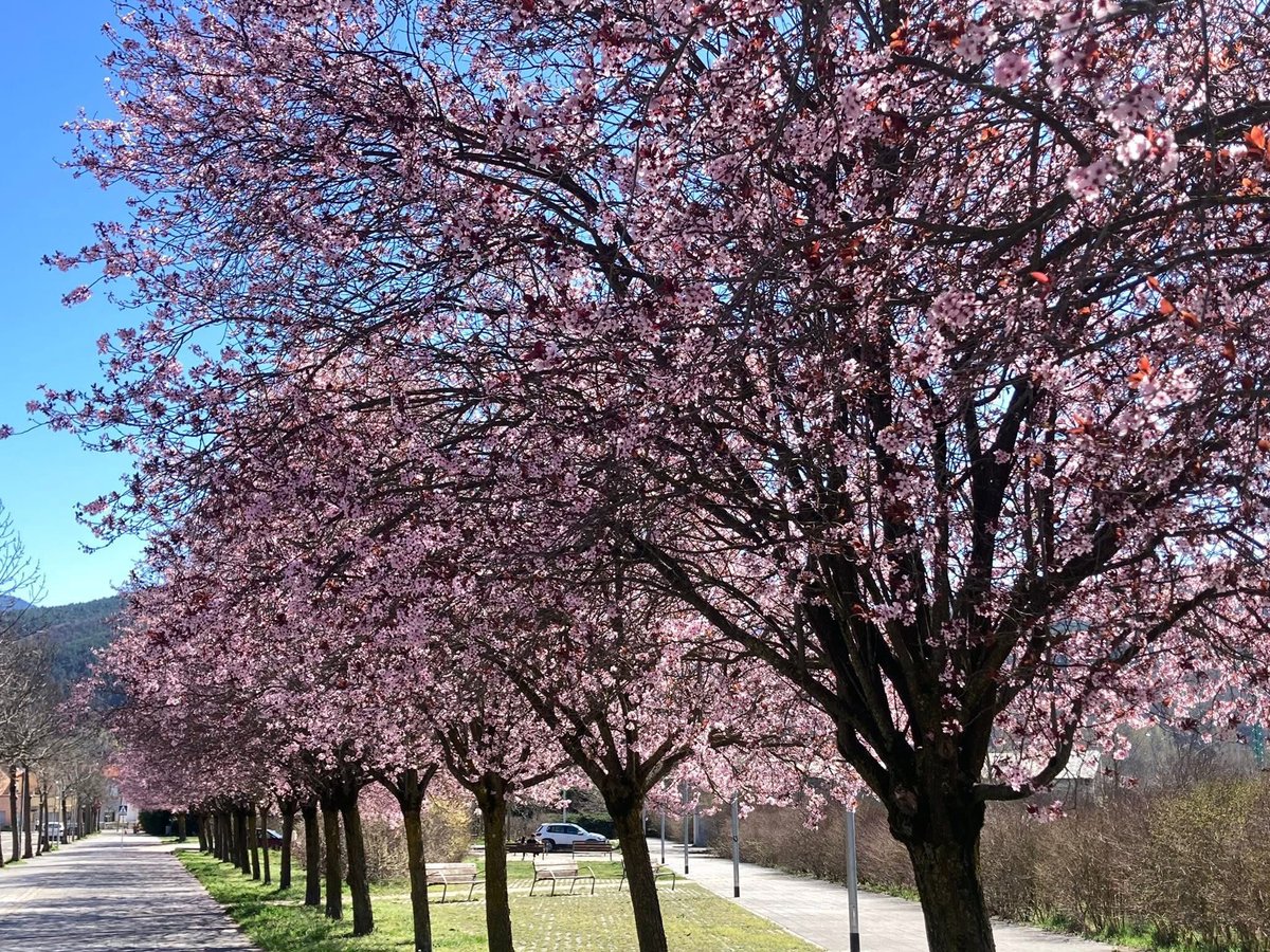 RàdioSeu tweet media