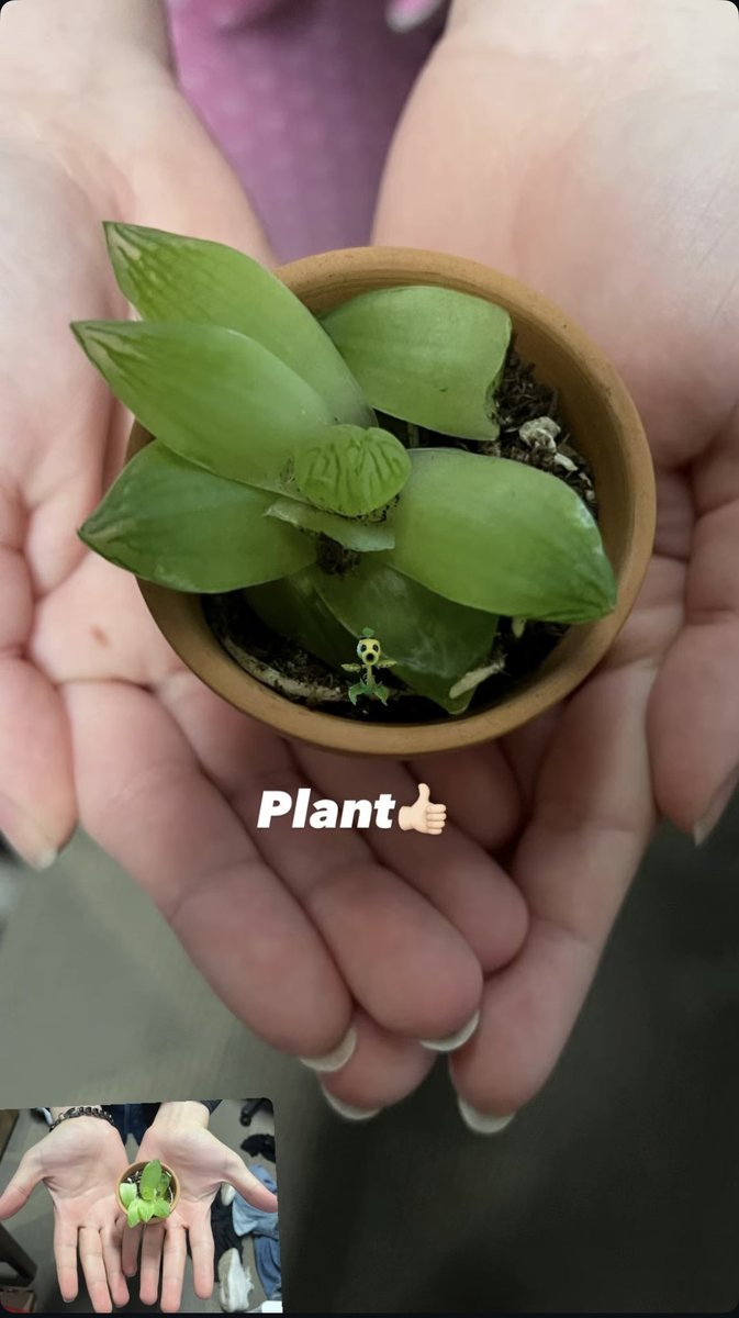 ~✦ Arabella ✦ 🐍💸 (The Veiled) tweet media