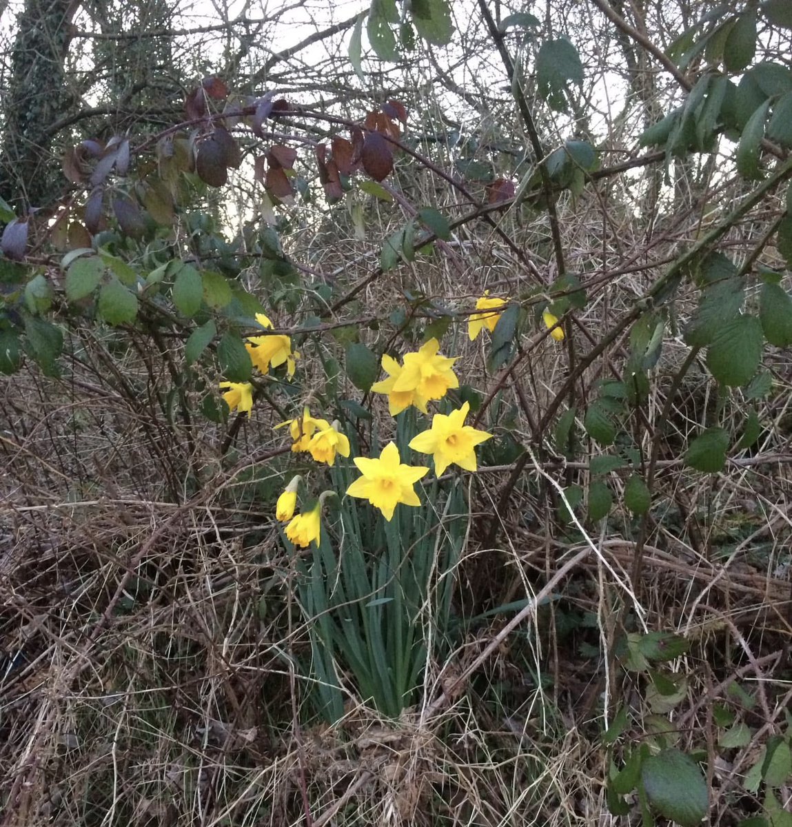 Donna🏴󠁧󠁢󠁷󠁬󠁳󠁿🌼 tweet media