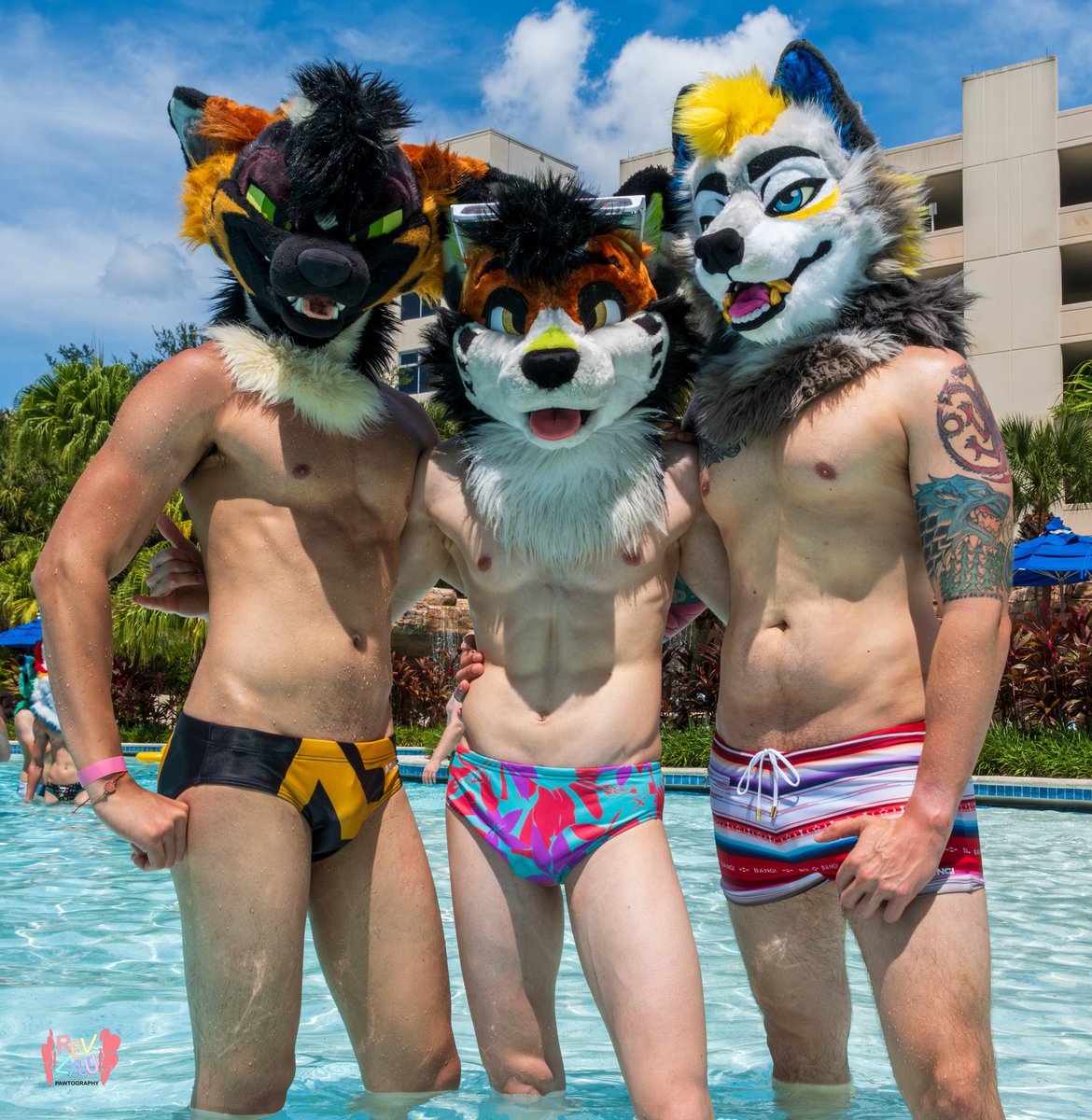 Paladin 🐺 tweet media