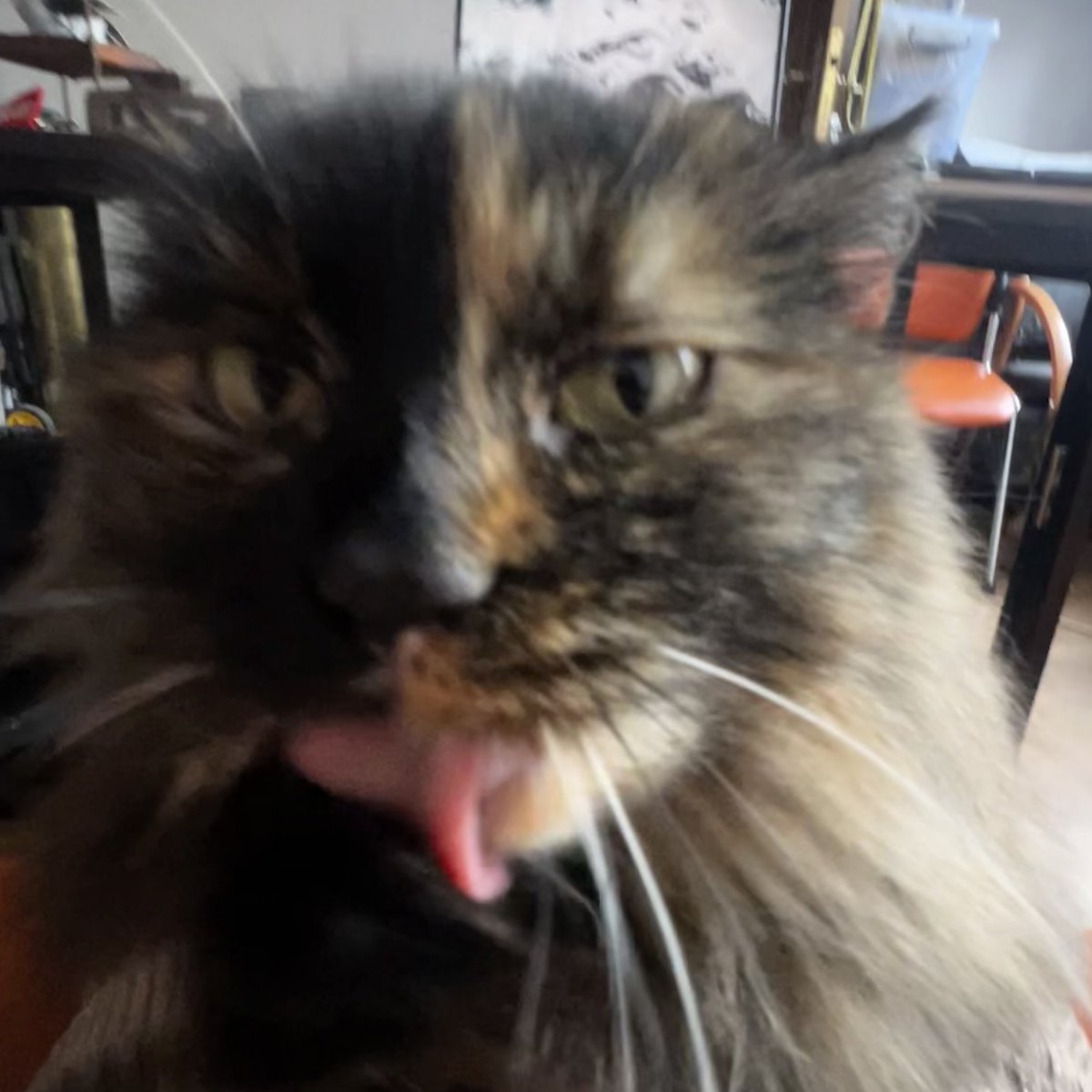 Правоберегиня tweet media