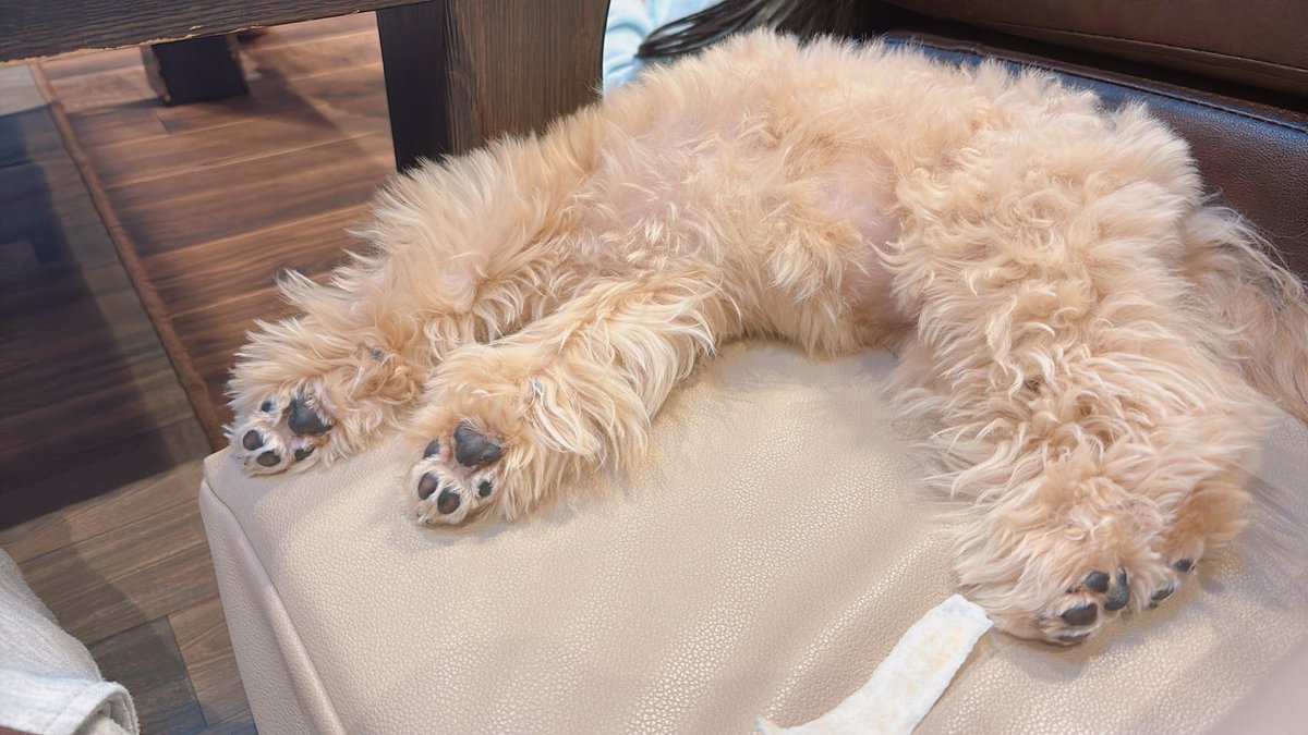 LinaBelltan's tweet photo. リーナとベルどっちの肉球でしょうか？🐶🐾
#犬のいる暮らし #犬のいる幸せ #肉球 #癒し https://t.co/64m3ugp79M