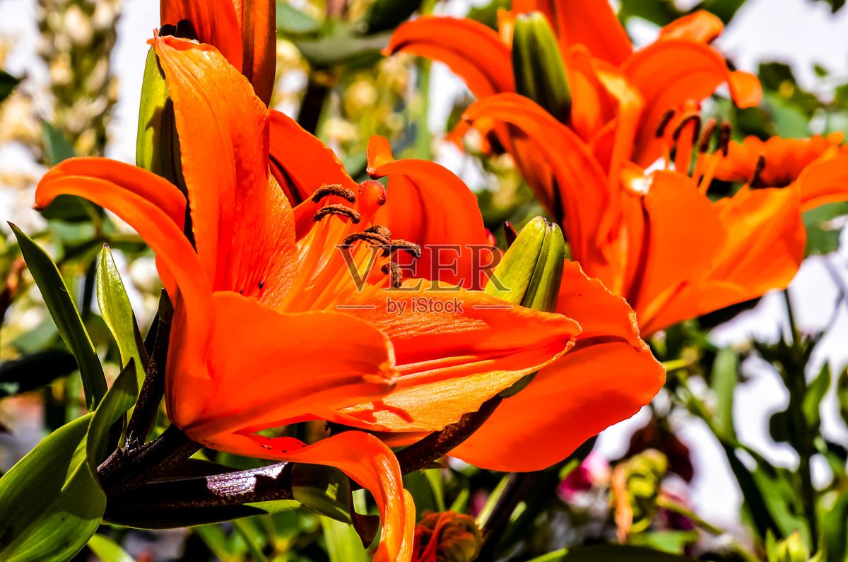 Karen Lam tweet media