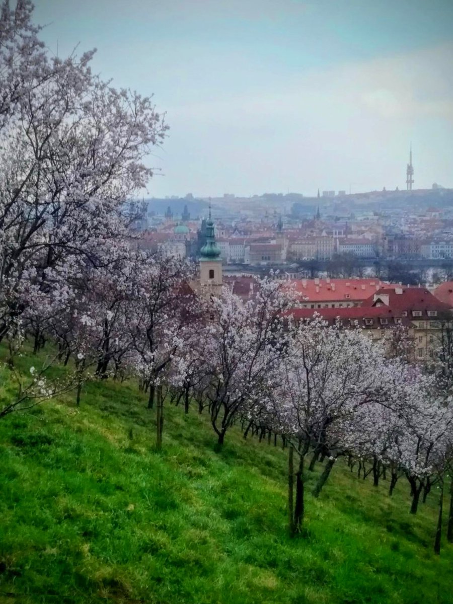 MarieChatardova's tweet photo. Dnes je první jarní den. Počasí sice nic moc, ale to nevadí, jaro mám moc ráda. Přeji hodně radosti! 🌸🌿
#Prague #Praha #Spring #FirstDayOfSpring #Jaro #CityView #Blooming #Flowers #Nature #Europe #CzechRepublic #Cesko #VisitPrague #LoveSpring @mzvcr https://t.co/I5si84oIzJ