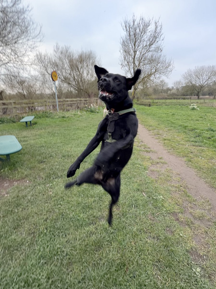 kwoade's tweet photo. Airborne dog of the day 🖤 https://t.co/cs0Bwmhe1r