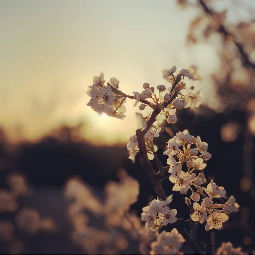 Van's Pig Stands tweet media