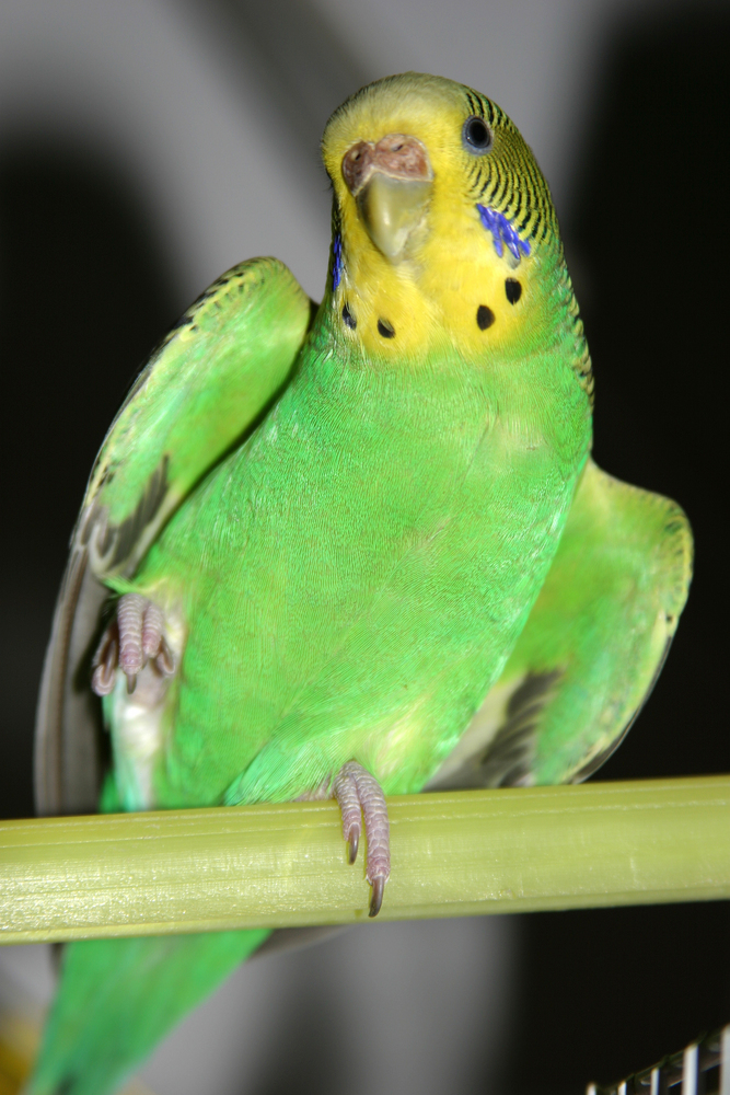 Northern Parrots tweet media