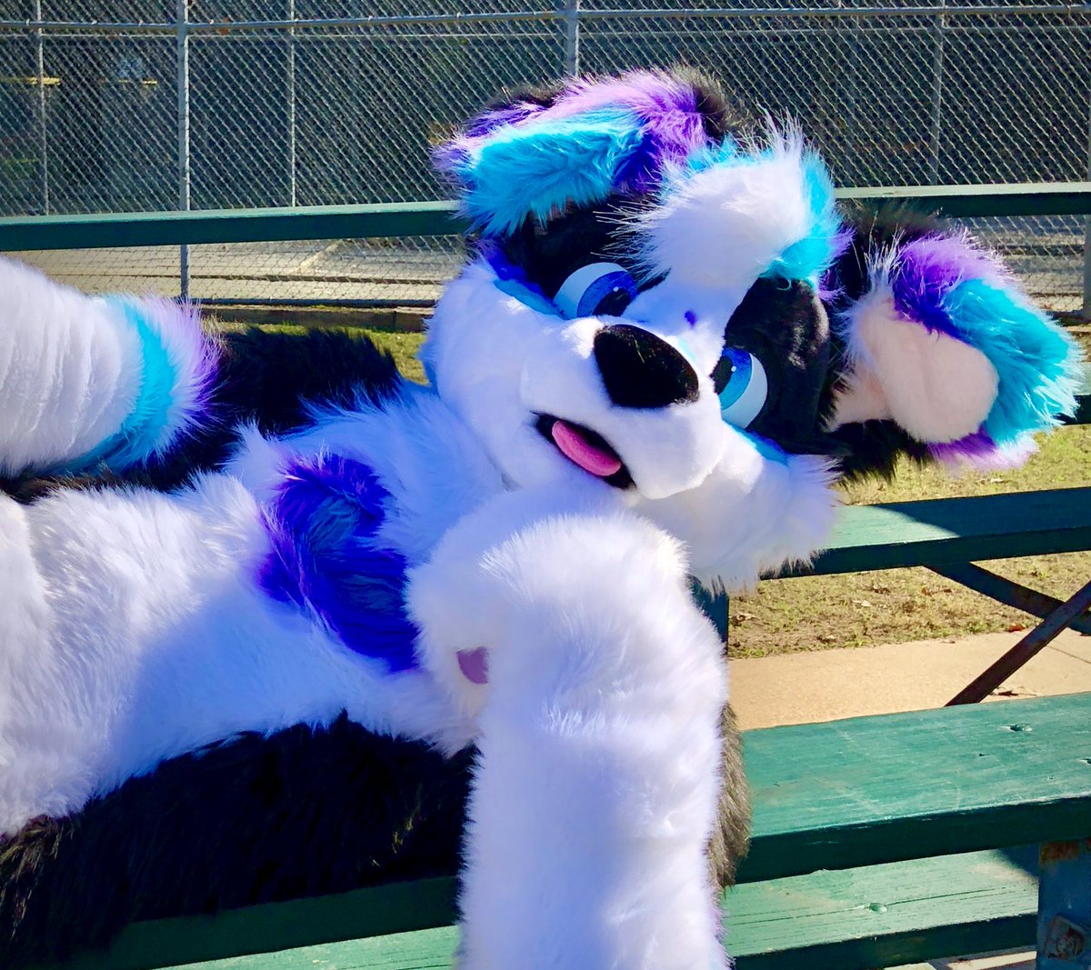 Hope Collie tweet media