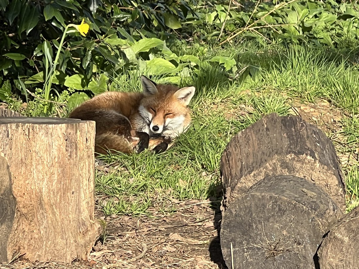 nicweb4's tweet photo. Soaking up some early morning rays @BBCSpringwatch @BBCWthrWatchers @ChrisGPackham https://t.co/bh0LnKyDQS
